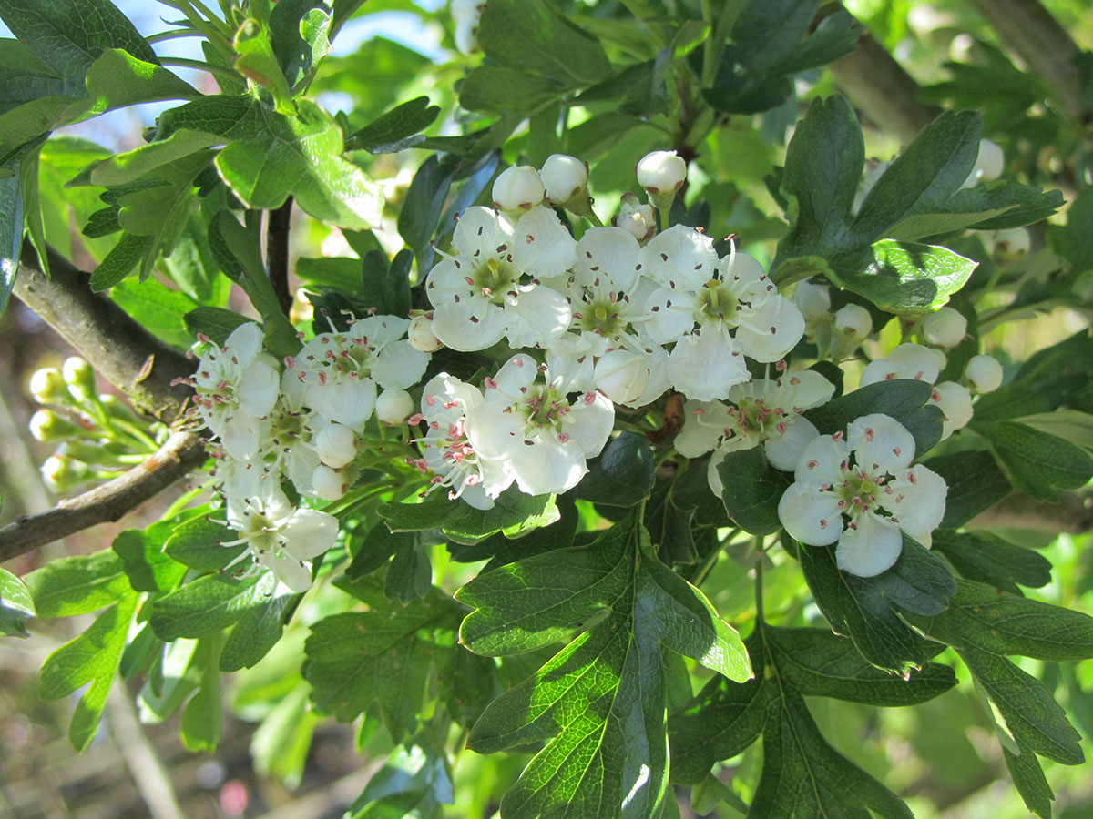 Crataegus Monogyna